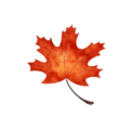 A vibrant red maple leaf logo with subtle texture and shading, representing Red Maples Digital.